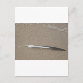 Carte Postale Plume