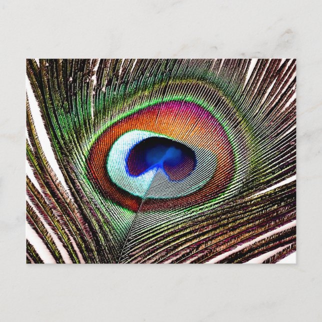 Carte Postale Plume de paon en cuivre coloré (Devant)