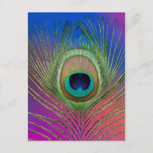 Carte Postale Plume de queue d'un paon