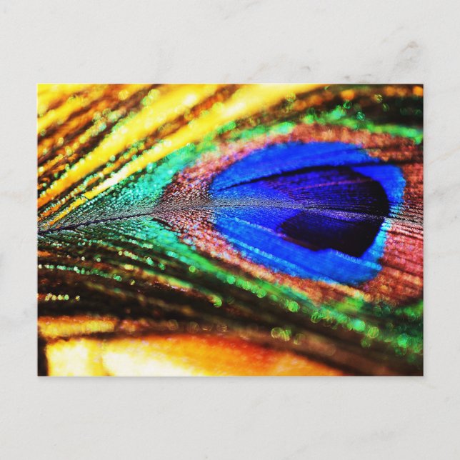 Carte Postale Plume de Shirley Taylor (Devant)