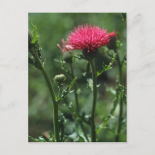 Carte Postale Plumed Thistle (Cirsium Japonicom) fleurs
