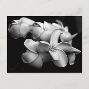 Carte postale Plumeria.