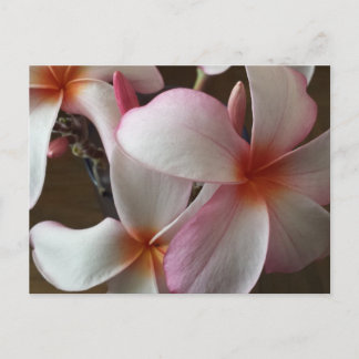 Carte Postale Plumeria 3 - éducation du cerveau