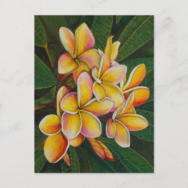 Carte Postale Plumeria arc-en-ciel (Devant)