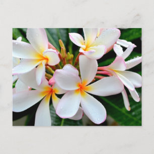 Carte Postale Plumeria blanche