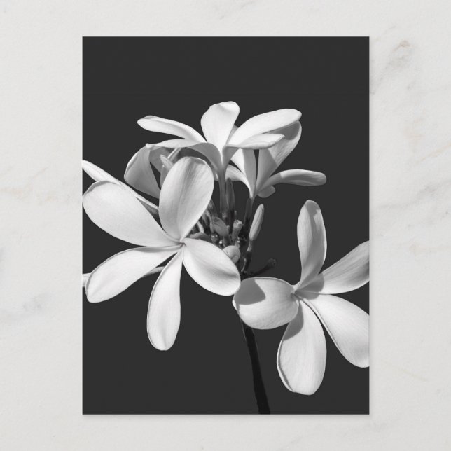 Carte Postale Plumeria blanche en pleine floraison (Devant)