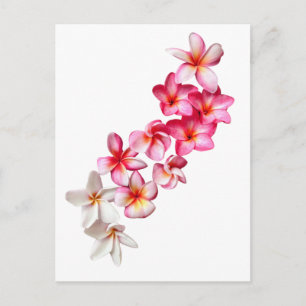 Carte Postale Plumeria Fleurs Collage