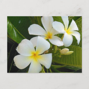 Carte Postale Plumeria Frangipani Hawaï