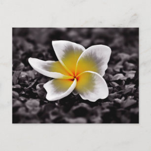Carte Postale Plumeria Frangipani Hawaii
