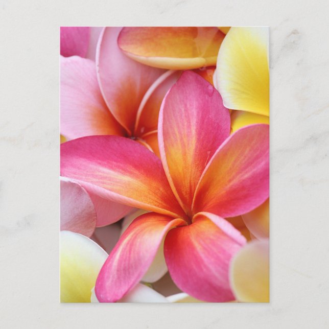 Carte Postale Plumeria Frangipani rose jaune violet Fleurs (Devant)