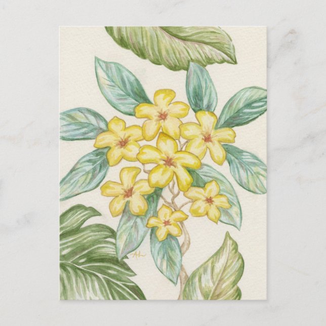 Carte postale Plumeria jaune (Devant)