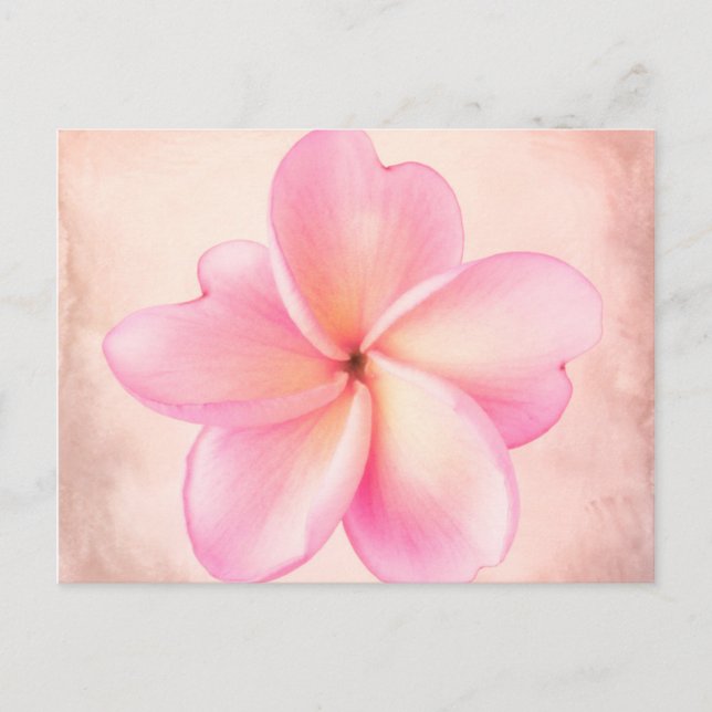Carte Postale Plumeria rose violet Arrière - plan rose (Devant)