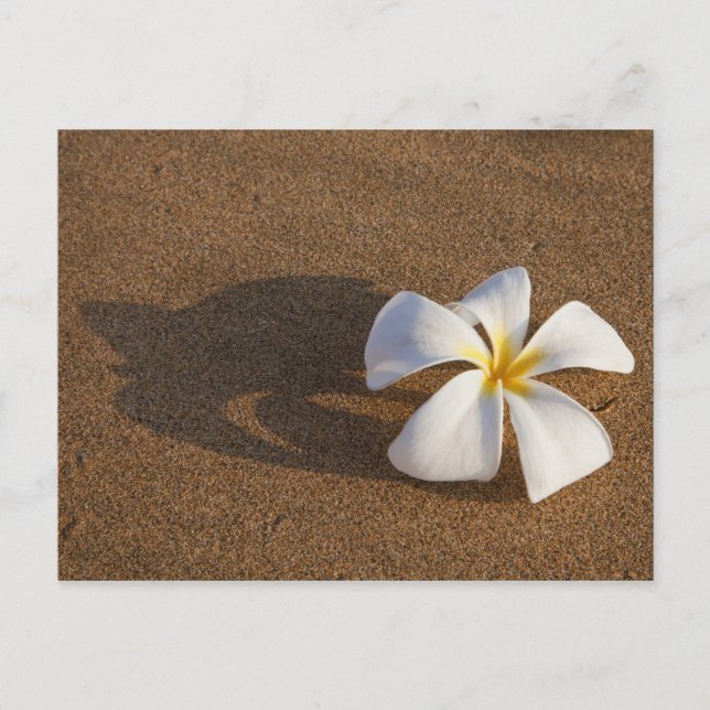 Carte Postale Plumeria sur plage de sable, Maui, Hawaii, États-U (Devant)