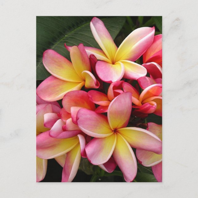 Carte Postale Plumeria tropicale rose et jaune (Devant)