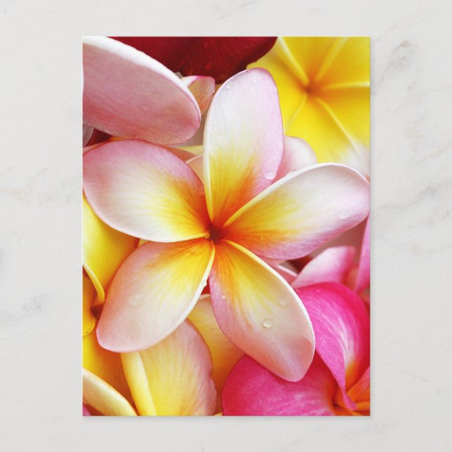 Carte Postale Plumeria violette rose Frangipani Fleurs (Devant)