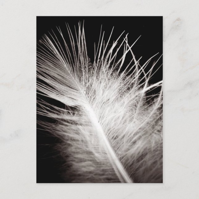 Carte Postale Plumes (Devant)