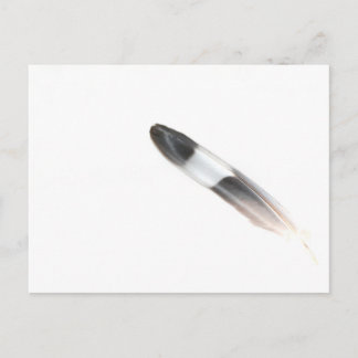 Carte Postale Plumes