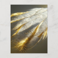 Plumes blanches dorées