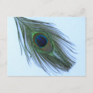 Carte Postale Plumes bleu Peacock