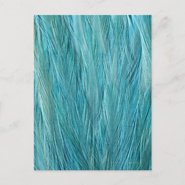 Carte Postale Plumes bleues (Devant)