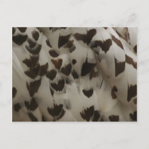 Carte postale Plumes de hibou neigeux