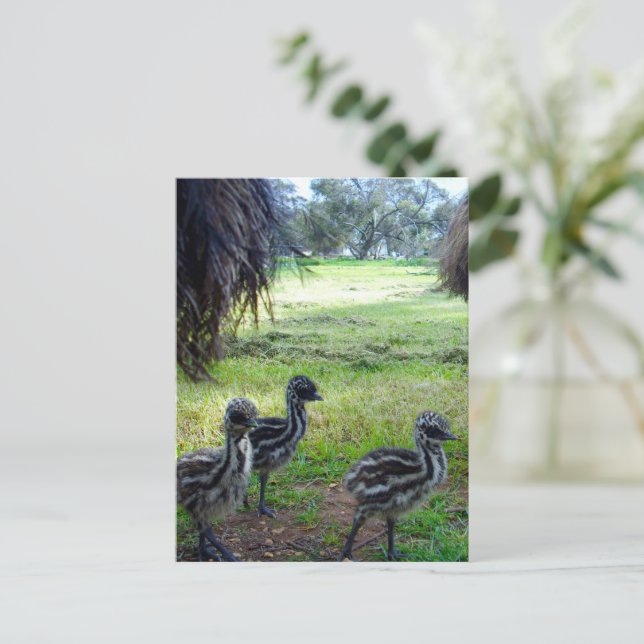 Carte Postale "Plumes de l'avenir : trois bébés pousses Emu" (Debout devant)