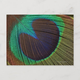 Carte Postale Plumes de paon