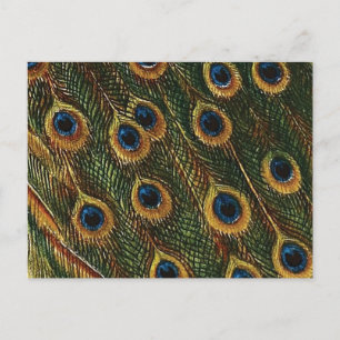 Carte Postale Plumes de paon