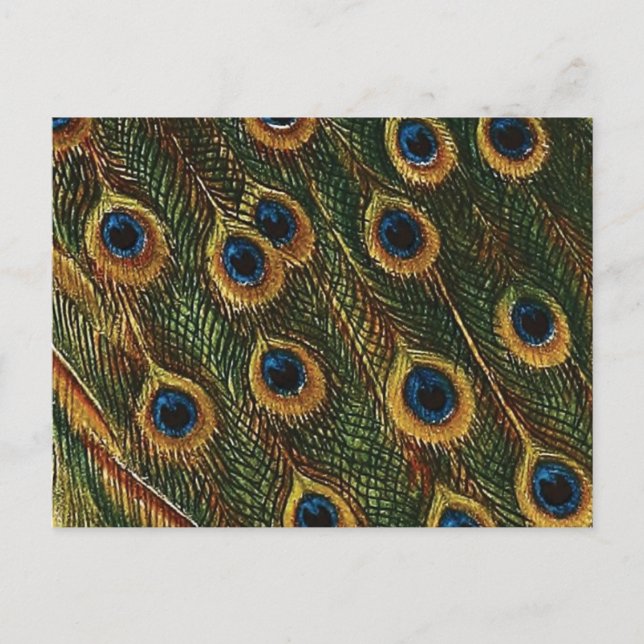 Carte Postale Plumes de paon (Devant)