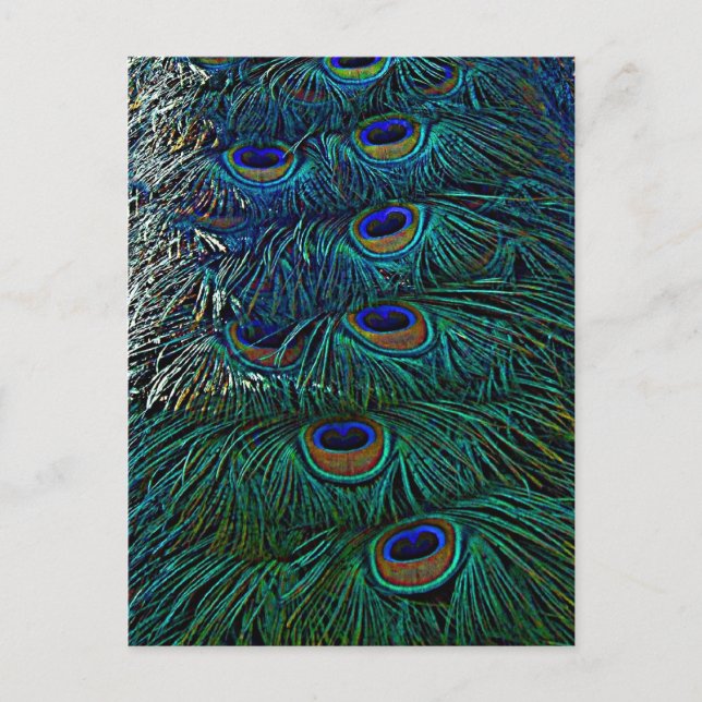 Carte Postale Plumes de paon (Devant)