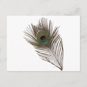 Carte Postale Plumes de paon
