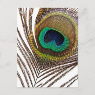Carte Postale Plumes de paon