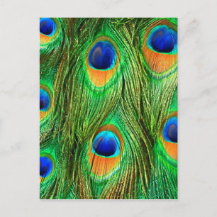 Carte Postale Plumes de paon colorées Imprimer