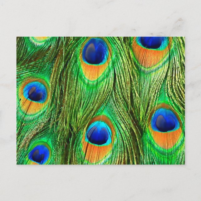 Carte Postale Plumes de paon colorées Imprimer (Devant)