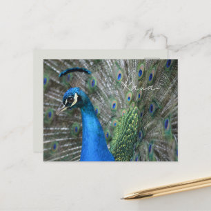 Carte Postale Plumes de paon de Kauai