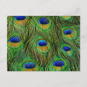 Carte Postale Plumes de paon magnifiques