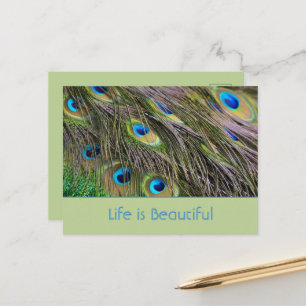 Carte Postale Plumes de paon oiseau Kauai (ma photographie)