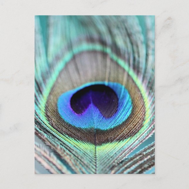 Carte Postale Plumes de paquetage (Devant)
