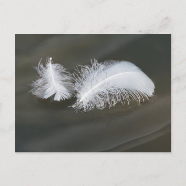 Carte postale Plumes d'oie flottantes (Devant)
