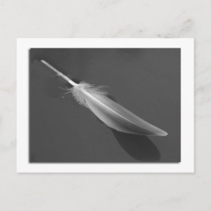 Carte postale Plumes flottantes