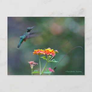 Carte Postale Plumes rouillées ~ Colibri volant