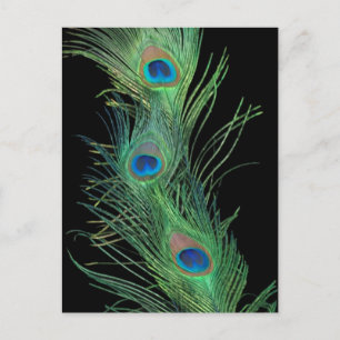 Carte Postale Plumes vertes avec noir