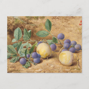 Carte Postale Plums par John William Hill