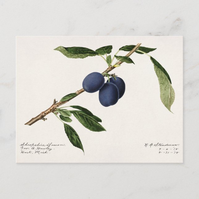 Carte Postale Plums (Prunus Domestica) Peinture à l'aquarelle au (Devant)