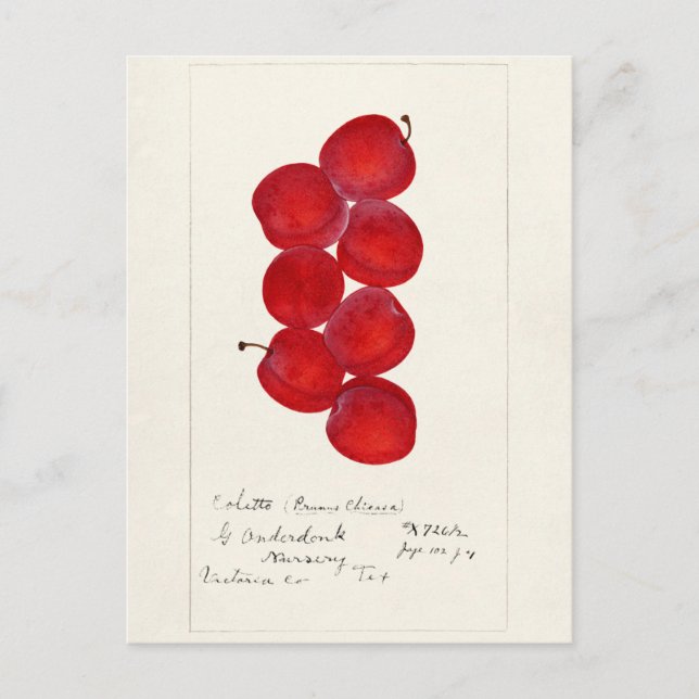 Carte Postale Plums (Prunus Domestica) Peinture à l'aquarelle au (Devant)