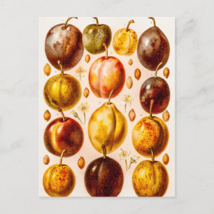 Carte Postale Plums vintages Antique Plum Fruit Illustration