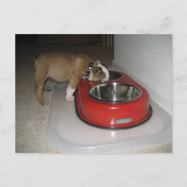 Carte Postale plus que vous ne pouvez mâcher (Devant)