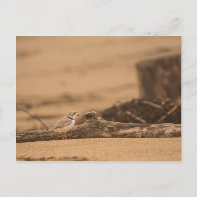 Carte postale Pluvier (Devant)