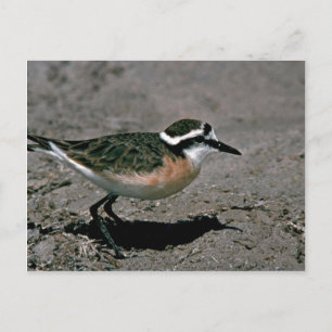 Carte Postale Pluvier de Kittlitz