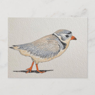 Carte Postale Pluvier siffleur